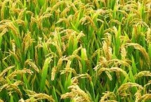 南方水稻和北方水稻的區(qū)別，早稻播種時間4月上中旬