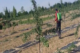 炔螨特怎么使用，針對(duì)不同作物的害蟲采用不同的使用方法