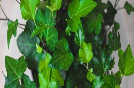 常青藤可以水培嗎，會受到地區(qū)、季節(jié)、品質(zhì)等條件的影響