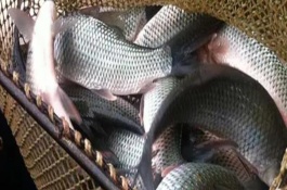 鯪魚(yú)簡(jiǎn)介，常見(jiàn)的有土鯪、麥鯪、泰鯪等