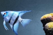 神仙魚繁殖的注意事項(xiàng)，神仙魚會吃掉體型小的孔雀魚