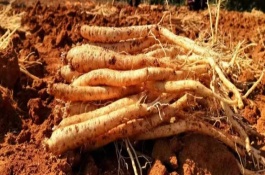 黨參要種多久才能收獲，地上部分枯萎后挖出參根、經(jīng)過晾曬揉搓再保存