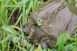 怎么建造甲魚(yú)的養(yǎng)殖池塘，每天可以投喂3次