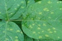 傳播規(guī)律，主要危害大豆的幼苗、葉片、種子