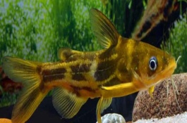昂刺魚身上的黃色粘液有沒有害，常見的有黃顙魚、霓虹燕子等