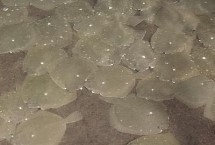 多寶魚淡水怎么養(yǎng)不死，需將養(yǎng)殖用水的鹽度控制在15-35%