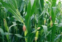 漢單175玉米栽培技術(shù)要點，生育期95.8天