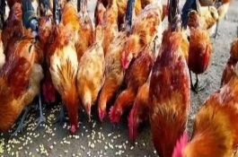小雞多大才能下地放養(yǎng)，首先要選擇良種雞