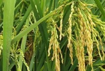 美鋒稻245水稻栽培技術(shù)要點，粳型常規(guī)水稻品種