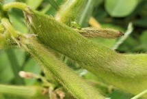 晉大滯綠1號(hào)大豆栽培技術(shù)要點(diǎn)，每畝播種量6-7公斤