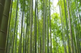 竹子的品種有多少，常見的有毛竹、紫竹、金鑲玉竹等