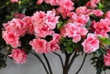 杜鵑花長什么樣，有一定毒性