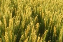 農作物怎么防霜凍，應在這四個方面著手
