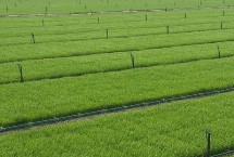 泰香玉晶水稻栽培技術(shù)要點，每畝有效穗18.3萬