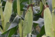 元玉8號(hào)玉米栽培技術(shù)要點(diǎn)，兩年區(qū)試平均生育期135天