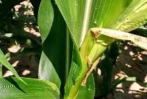 屯甜723玉米栽培技術(shù)要點，四月中旬播種