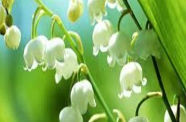 為什么鈴蘭不開花，可能是花土過濕或陽光不足所致