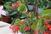 四季海棠什么時(shí)候打頂合適，一般在春季和秋季進(jìn)行