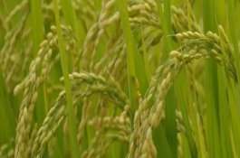 瑞兩優(yōu)9578水稻栽培技術要點，抽穗期遇連陰雨注意防治稻曲病