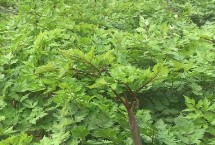 當(dāng)歸畝產(chǎn)量是多少，種植地的海拔需超過2000米