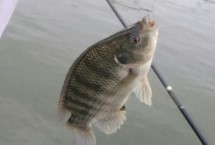 垂釣大羅非魚的方法，氣壓驟升或連續(xù)升高的天氣更容易開口