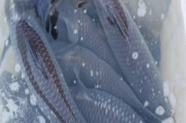青魚生活在多深的水層，屬于淡水魚