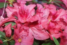 四季杜鵑的產(chǎn)地，除新疆和寧夏外各省區(qū)均有分布