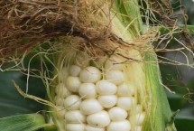 大澤801玉米栽培技術(shù)要點(diǎn)，中抗莖腐病