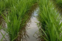 旗2優(yōu)2015水稻栽培技術要點，注意及時防治病蟲害
