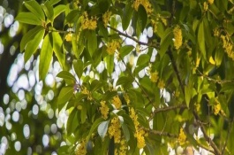 桂花樹常見分類和品種，丹桂可以忍耐零下13℃左右的低溫