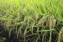 菁兩優(yōu)636水稻栽培技術(shù)要點(diǎn)，秈型兩系雜交水稻品種