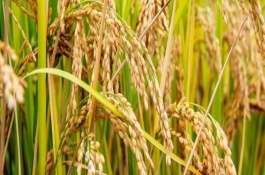 宜香優(yōu)208水稻種子產(chǎn)量表現(xiàn)，全生育期143.2天