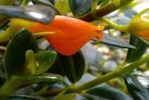 形態(tài)特征，屬多年生草本植物