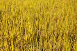 金稻138水稻栽培技術(shù)要點(diǎn)，人工接種鑒定中抗苗瘟