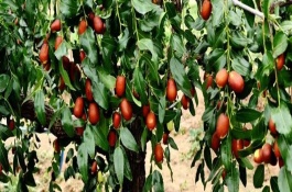我國(guó)紅棗的產(chǎn)地，山西、新疆、寧夏、甘肅等地都產(chǎn)紅棗