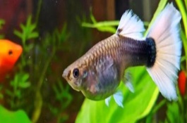 孔雀魚怎么交配，每隔1個月左右繁殖一次
