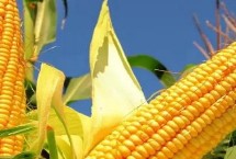 華玉518玉米栽培技術要點，適宜播期6月上中旬