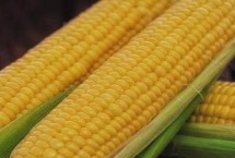 秋田311玉米栽培技術(shù)要點，適宜密度為每畝5000株左右