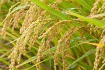隆晶優(yōu)4456水稻栽培技術要點，每畝有效穗數(shù)16.8萬穗