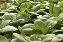 油菜幾葉可以打除草劑，首先應(yīng)選擇抗病品種
