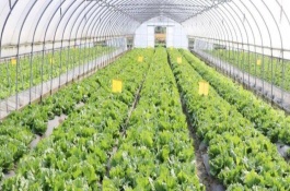 蔬菜低溫危害的預(yù)防措施，苗期嚴(yán)格控制溫度
