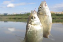 打窩誘魚，打窩時(shí)窩料首選酒米