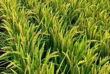 碩兩優(yōu)5號水稻栽培技術要點，秈型兩系雜交水稻品種