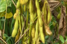 吉育83號大豆品種基本信息，出苗至成熟118天