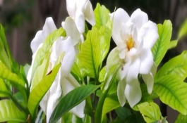 梔子花葉子發(fā)黑的補救方法，土壤的pH值調(diào)節(jié)在4-6.5之間