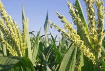吉單563玉米栽培技術(shù)要點(diǎn)，晚熟品種