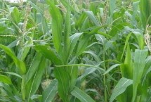 桂單0825玉米栽培技術(shù)要點(diǎn)，播種后蓋土要均勻
