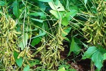 大豆的種植時間，選擇適合當?shù)胤N植的品種