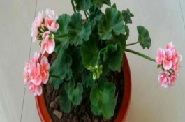 木芙蓉花能嫁接繁殖嗎，花芽分化期可追施1-2次磷肥