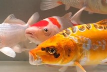 錦鯉好養(yǎng)嗎，找準(zhǔn)原因?qū)ΠY下藥